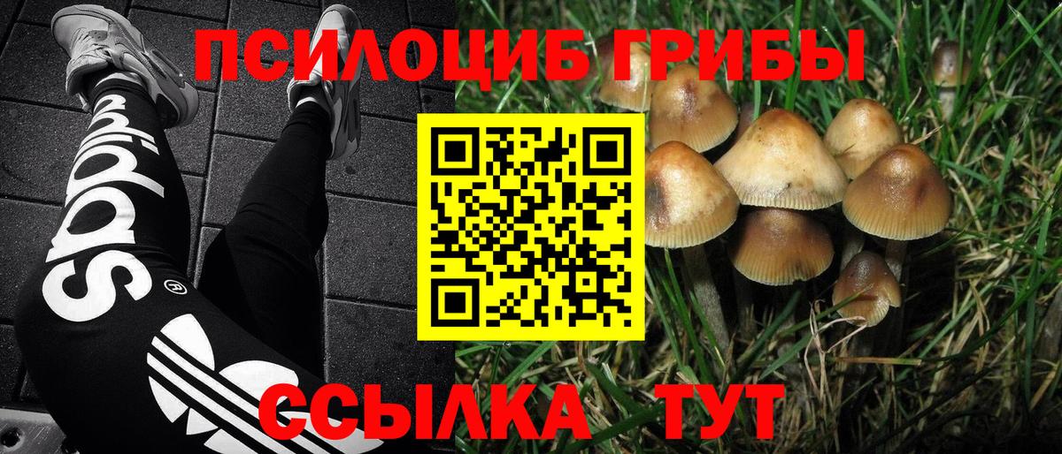 купить наркоту  Вход с VPN  Новозыбков  Галлюциногенные грибы мухоморы 